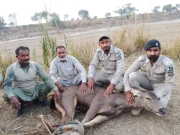 رحیم یارخان میں تیتر کے غیرقانونی شکار میں مشغول 3 شکاری گرفتار