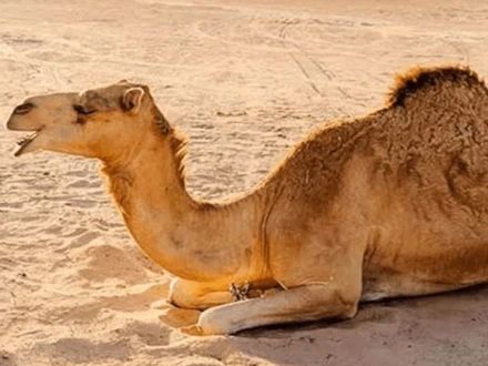 فوٹو فائل