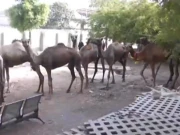 گورنر سندھ کا عیدالاضحیٰ پر غریبوں اور مستحقین کیلیے 250 جانور قربان کرنے کا اعلان