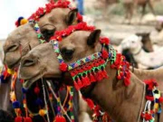 چولستانی اونٹ کا دودھ و گوشت عالمی معیار پر لانے کا منصوبہ تیار