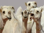 فوٹو: گارجین/فائل