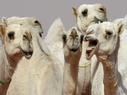 فوٹو: گارجین/فائل