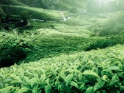 کونسا ملک دنیا میں سب سے زیادہ چائے کی پتی پیدا کرتا ہے؟