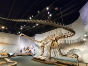 امریکا میں ڈائنوسار میوزیم کی پارکنگ کے نیچے سے ڈائنوسار کی باقیات دریافت