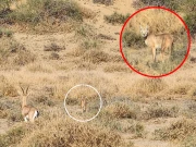 چولستان میں پہلی بار نایاب کیراکل بلی کی موجودگی؛ ویڈیو سامنے آ گئی