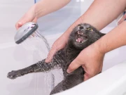 بلیاں پانی سے اتنی ’نفرت‘ کیوں کرتی ہیں؟