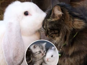 لاہور میں بلی اور خرگوش کے قتل کی دھمکی پر خاتون کے خلاف مقدمہ درج