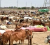 بلدیہ عظمیٰ کراچی کو شہر کے مختلف مقامات پر مویشی منڈیاں لگانے کی اجازت مل گئی