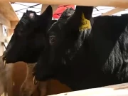 ایس آئی ایف سی کے تعاون سے امریکا سے درآمد شدہ مویشی پاکستان پہنچ گئے