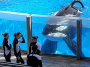 سی ورلڈ میں وہیل مچھلی نے اپنا فضلا ناظرین پر اچھال دیا