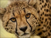 لاہور کے فارم ہاؤس میں گھسنے والا چیتا سیکیورٹی گارڈ کی فائرنگ سے ہلاک