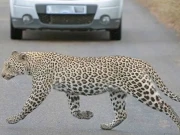 نیو اسلام آباد انٹرنیشنل ائیرپورٹ پر باؤنڈری  کے قریب چیتا آگیا،حکام کی دوڑیں 