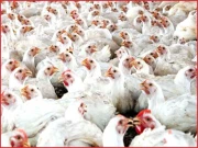 کراچی میں برائلر مرغی کے گوشت میں قیمت میں اضافے پر سندھ حکومت کا نوٹس