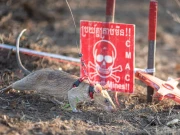 وہ چوہا جو اب تک سیکڑوں بارودی سرنگوں کا سراغ لگا چکا ہے