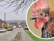 مرغے کی 50 منٹ میں 80 بانگیں، مالک کو لاکھوں جرمانہ