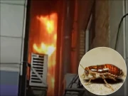 لال بیگ کا خوف، خاتون نے گھر ہی جلا ڈالا