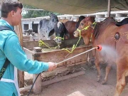 قومی ادارہ صحت کی کانگو بخار اور ہیٹ ویو سے متعلق ایڈوائزری جاری 