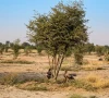 رحیم یار خان میں دو صحرائی عقابوں کے درخت کے نیچے آرام کرنے کی ویڈیو سامنے آگئی