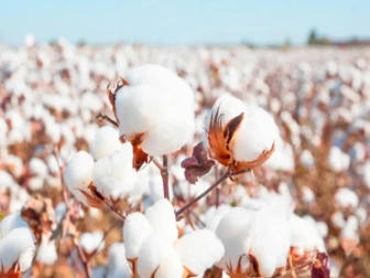 فی من روئی 20 ہزار روپے کے ساتھ بلند سطح پر پہنچ گئی، قیمتوں میں مزید اضافے کا امکان