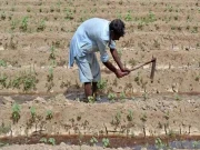 سندھ میں کپاس کی بھرپور اور پنجاب میں جزوی کاشت شروع