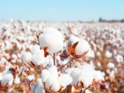 کپاس کی نئی فصل کے ایڈوانس سودوں کا تیز رفتاری سے آغاز