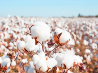 امریکا، اسرائیل اور ایران کشیدگی کے اثرات، پاکستان میں روئی کی قیمتوں میں زبردست تیزی