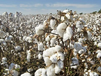 ہائبرڈ کاٹن کی کاشت سے فی ایکڑ پیداوار میں اضافہ نہ ہوسکا