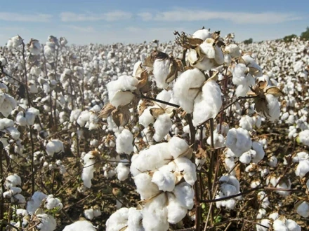 ہائبرڈ کاٹن کی کاشت سے فی ایکڑ پیداوار میں اضافہ نہ ہوسکا