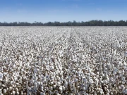 کپاس کی فصل اور جننگ انڈسٹری تاریخ کے بد ترین بحران کا شکار