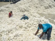 جننگ فیکٹریوں میں قابل فروخت روئی کے وسیع ذخائر دستیاب 