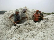 بارش اور سیلاب، کپاس کی بہترین پیداوار کا خواب بھرپور نہ ہونے کا خدشہ