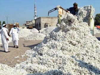  جننگ فیکٹریوں میں کپاس کی غیر متوقع طور پر آمد میں ریکارڈ اضافہ