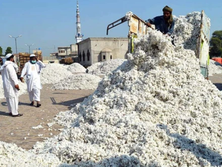 جننگ فیکٹریوں میں کپاس کی غیر متوقع طور پر آمد میں ریکارڈ اضافہ
