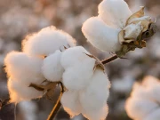 بارشوں و سیلاب کی تباہ کاریاں، کپاس کی فصل کو شدید خطرات لاحق