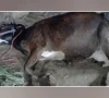 راولپنڈی؛ گائے کو دم گھونٹ کر مارنے کا دِل خراش واقعہ