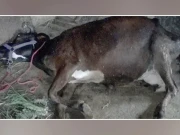 (فوٹو: فائل)