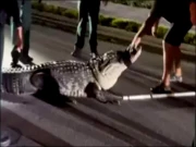 14 فٹ بڑے مگرمچھ کا شہری آبادی میں دھرنا، ٹریفک جام کردیا