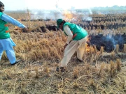 پنجاب، فصلوں کی باقیات کو آگ لگانے کے واقعات میں 65 فیصد کمی ریکارڈ