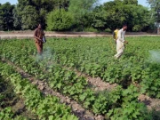 سندھ میں فصلوں کا بیمہ پروگرام شروع کرنے کا فیصلہ