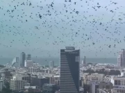 تل ابیب کے آسمان پر کوؤں کا راج، وائرل ویڈیو نے خوف پھیلا دیا