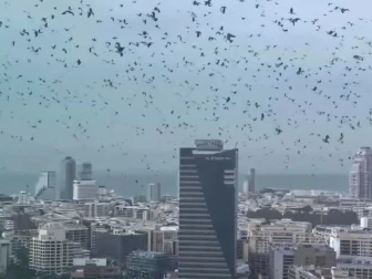 تل ابیب کے آسمان پر کوؤں کا راج، وائرل ویڈیو نے خوف پھیلا دیا
