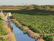 اسٹوریج کی کمی سے سبزیوں کی فصل ضائع ہونے لگی