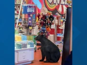 مفتے کی تلاش میں ریچھ ٹافیوں کی دکان میں گھُس گیا