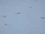 یہ ناخن جتنی مچھلی ہاتھی سے بھی زیادہ اونچی آواز پیدا کرسکتی ہے