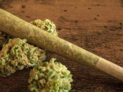 چرس اور جینیاتی تبدیلیوں میں تعلق کا انکشاف