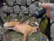 مارگلہ ہلز نیشنل پارک میں ہرن ذبح کرنے پر سخت قانونی کارروائی کا فیصلہ 