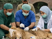 شدید بیمار اور لاعلاج شیروں کو پرسکون موت دینے کی منظوری دے دی گئی