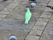 انگلینڈ میں ہلکا سبز رنگ کبوتر نمودار، لوگ دیکھنے کیلئے جوق در جوق آنے لگے