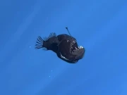 گہرے سمندر کی مچھلی اچانک سوشل میڈیا پر وائرل، وجہ کیا بنی؟