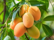 آم ایک لذیذ پھل ہی نہیں، اسکے فوائد جان کر آپ حیران رہ جائیں گے